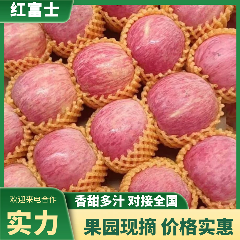 山东红富士苹果一手货源/规格齐全/条纹果/片红果/全红果