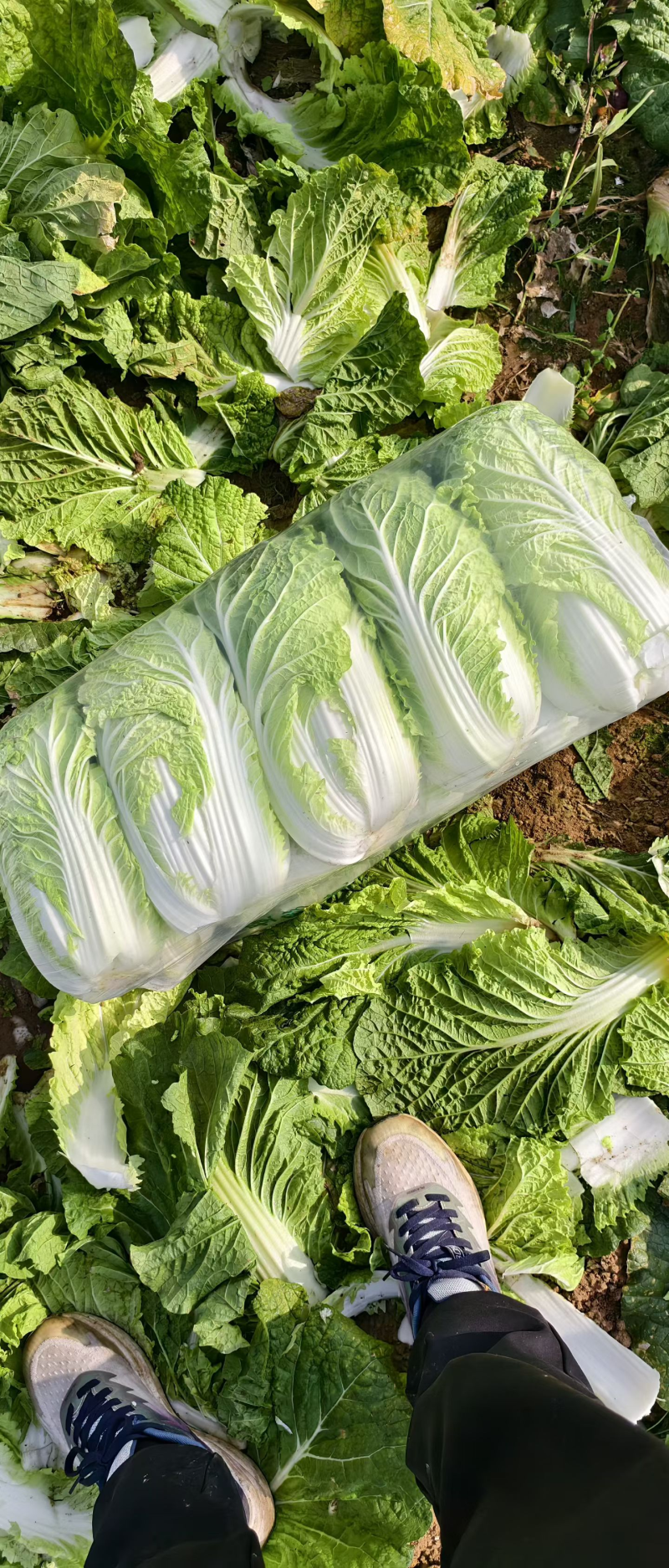 精品发货黄心白菜湖北产地对接全国欢迎选购