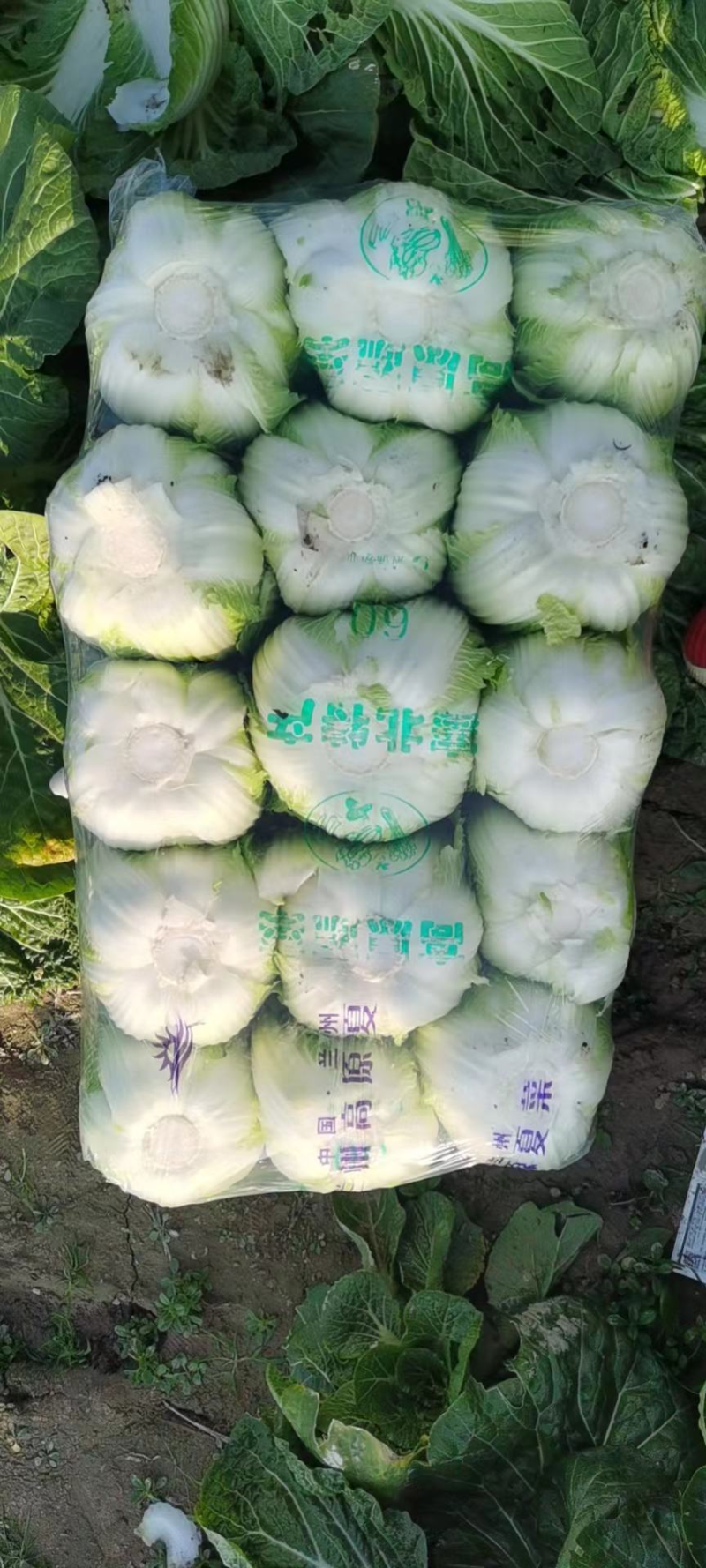 精品发货黄心白菜湖北产地对接全国欢迎选购