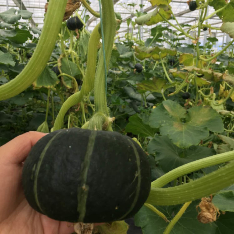 贝贝二号小南瓜种子早熟雌花多易坐果肉厚基地品种