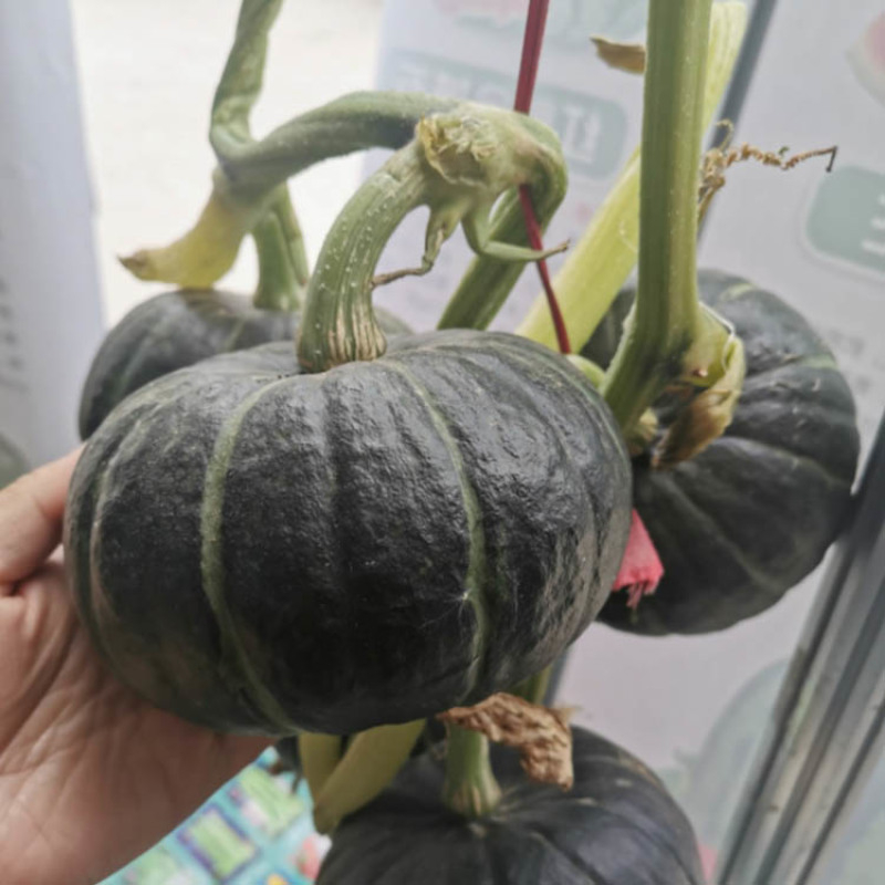 贝贝二号小南瓜种子早熟雌花多易坐果肉厚基地品种