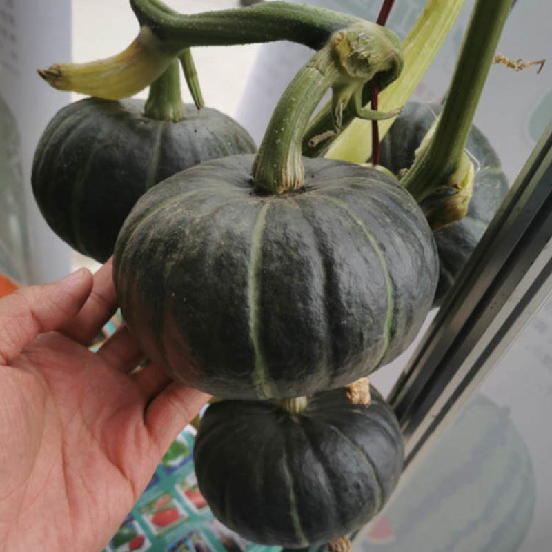 贝贝二号小南瓜种子早熟雌花多易坐果肉厚基地品种