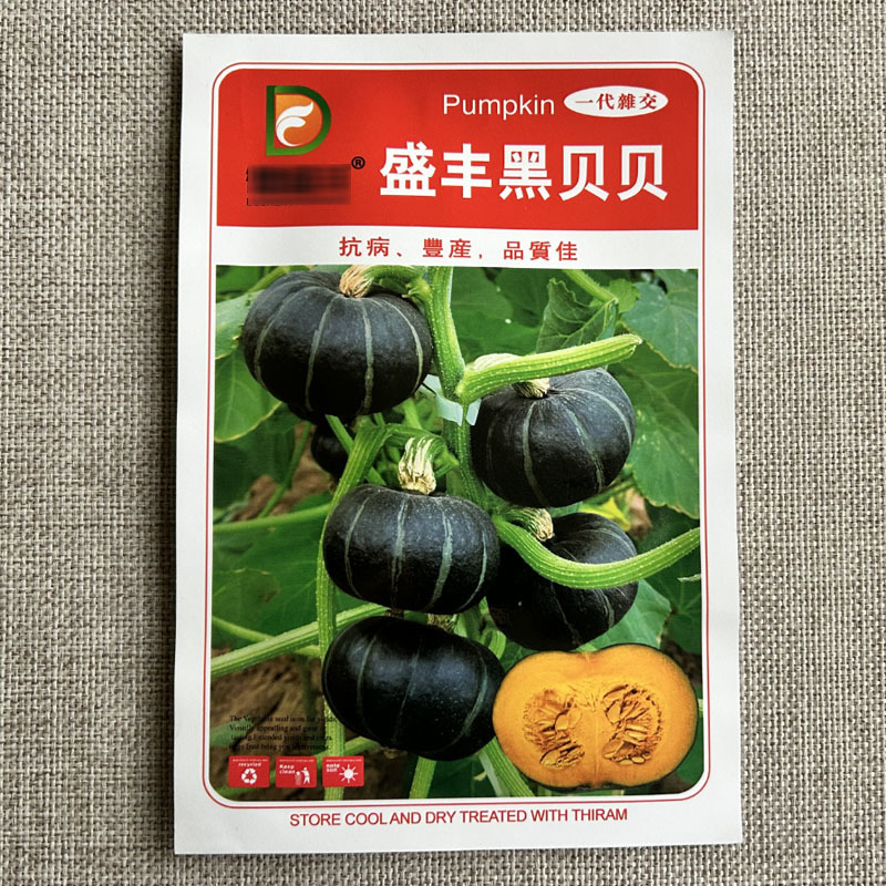 盛丰黑贝贝南瓜种子雌花多易坐果肉厚而浓黄肉质甘面