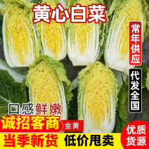 实力货源基地发货黄心白菜规格齐全对接市场
