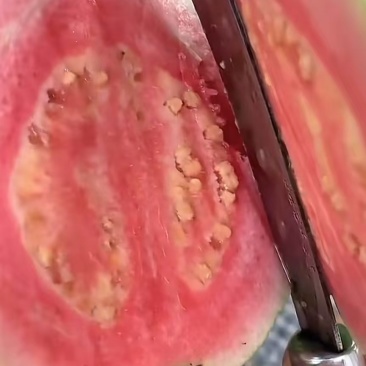 红心番石榴芭乐广东湛江基地直供质量保证货源充足欢迎