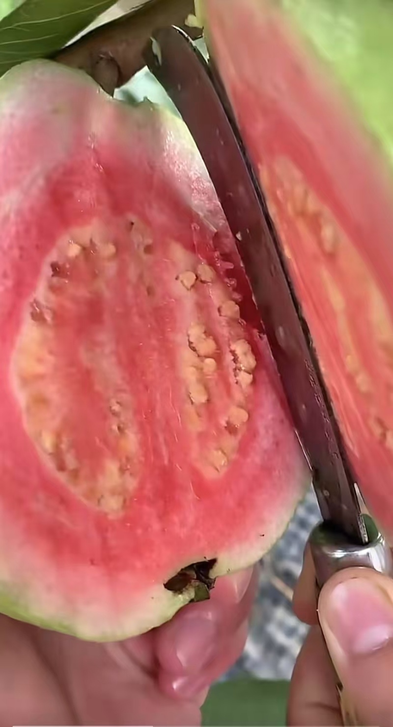 红心番石榴芭乐广东湛江基地直供质量保证货源充足欢迎