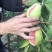 红心番石榴芭乐广东湛江基地直供质量保证货源充足欢迎