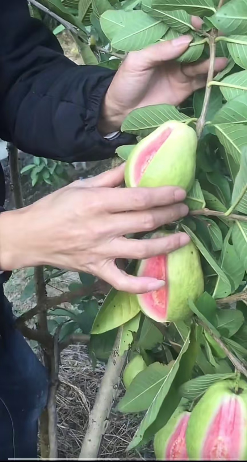红心番石榴芭乐广东湛江基地直供质量保证货源充足欢迎