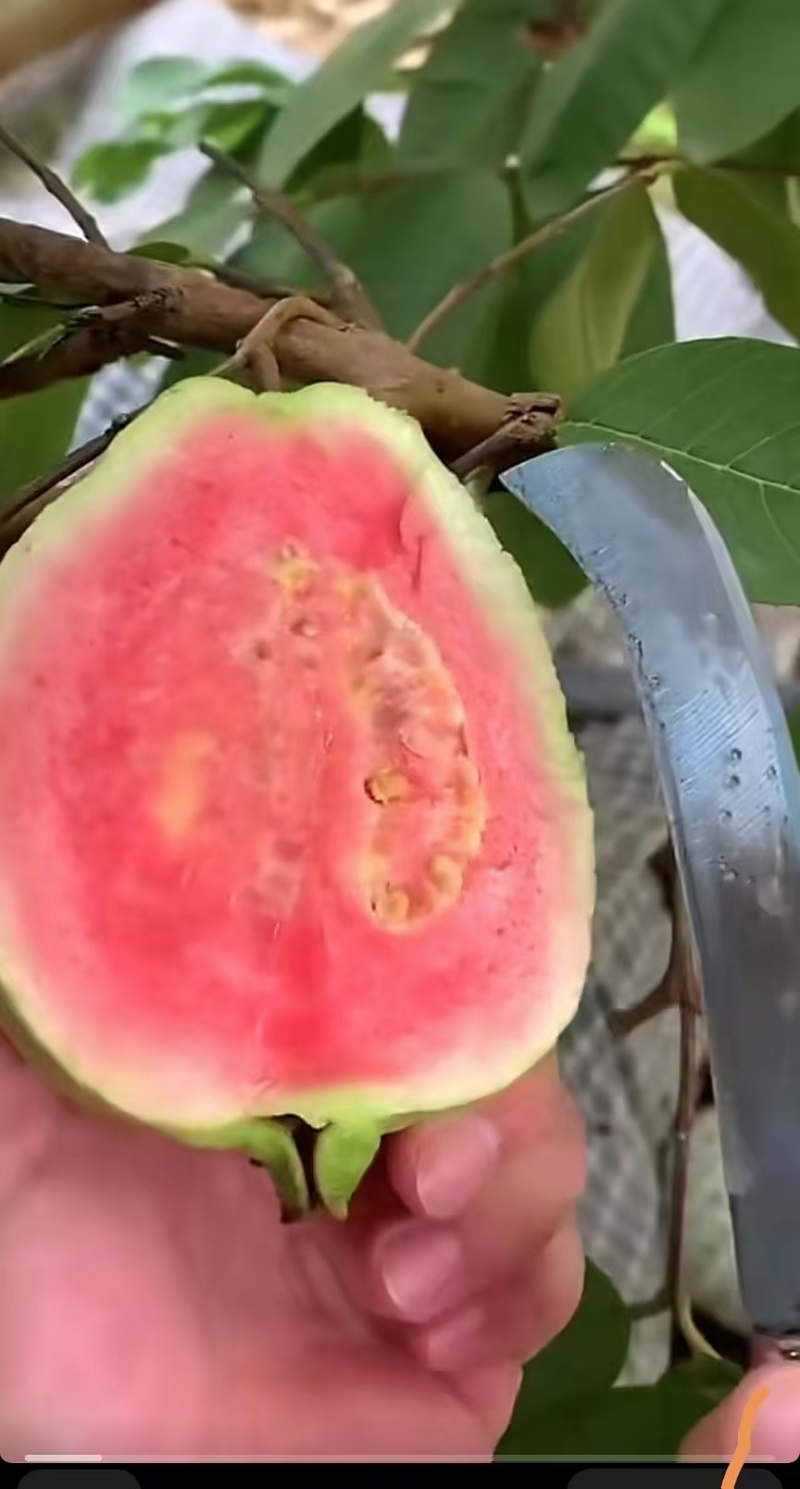 红心番石榴芭乐广东湛江基地直供质量保证货源充足欢迎