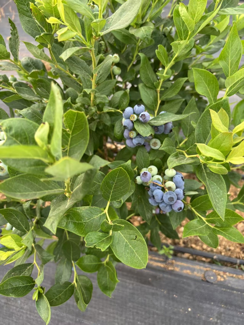 云南高山蓝莓花香F6蓝莓纯甜L25蓝莓电商一件代发