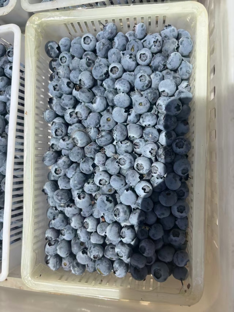 云南高山蓝莓花香F6蓝莓纯甜L25蓝莓电商一件代发