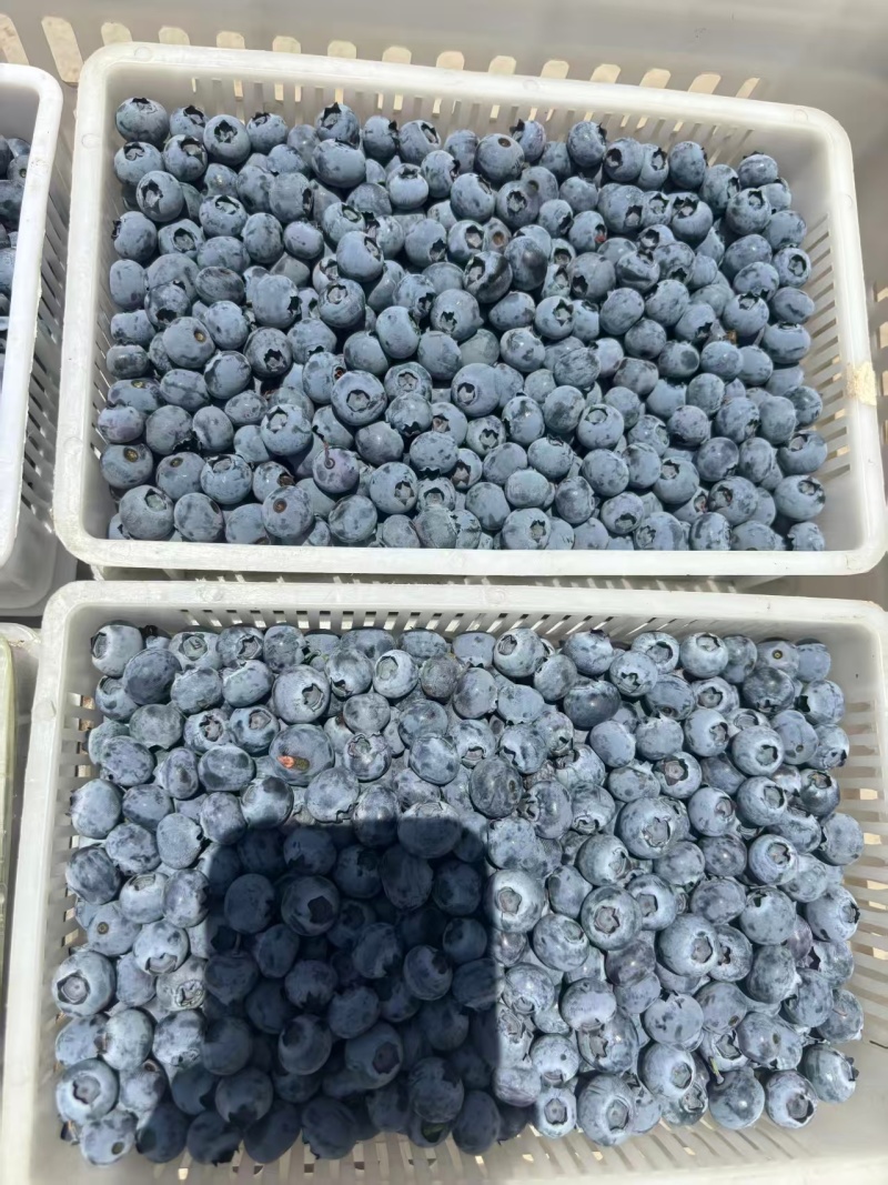 云南高山蓝莓花香F6蓝莓纯甜L25蓝莓电商一件代发
