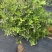 云南高山蓝莓花香F6蓝莓纯甜L25蓝莓电商一件代发