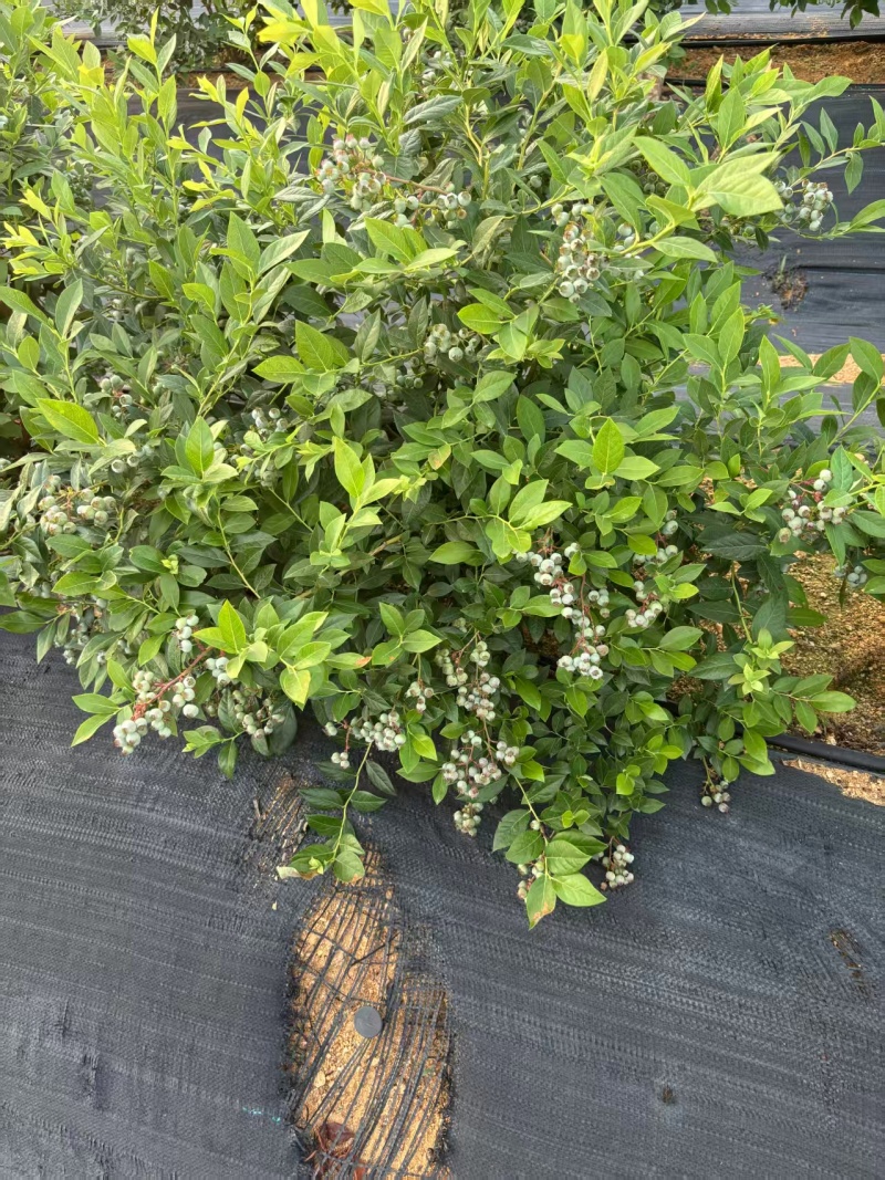 云南高山蓝莓花香F6蓝莓纯甜L25蓝莓电商一件代发