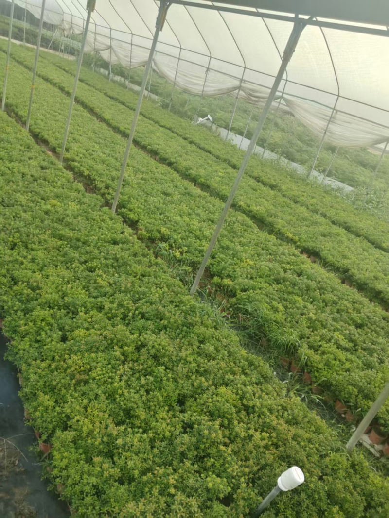 小叶赤楠基地