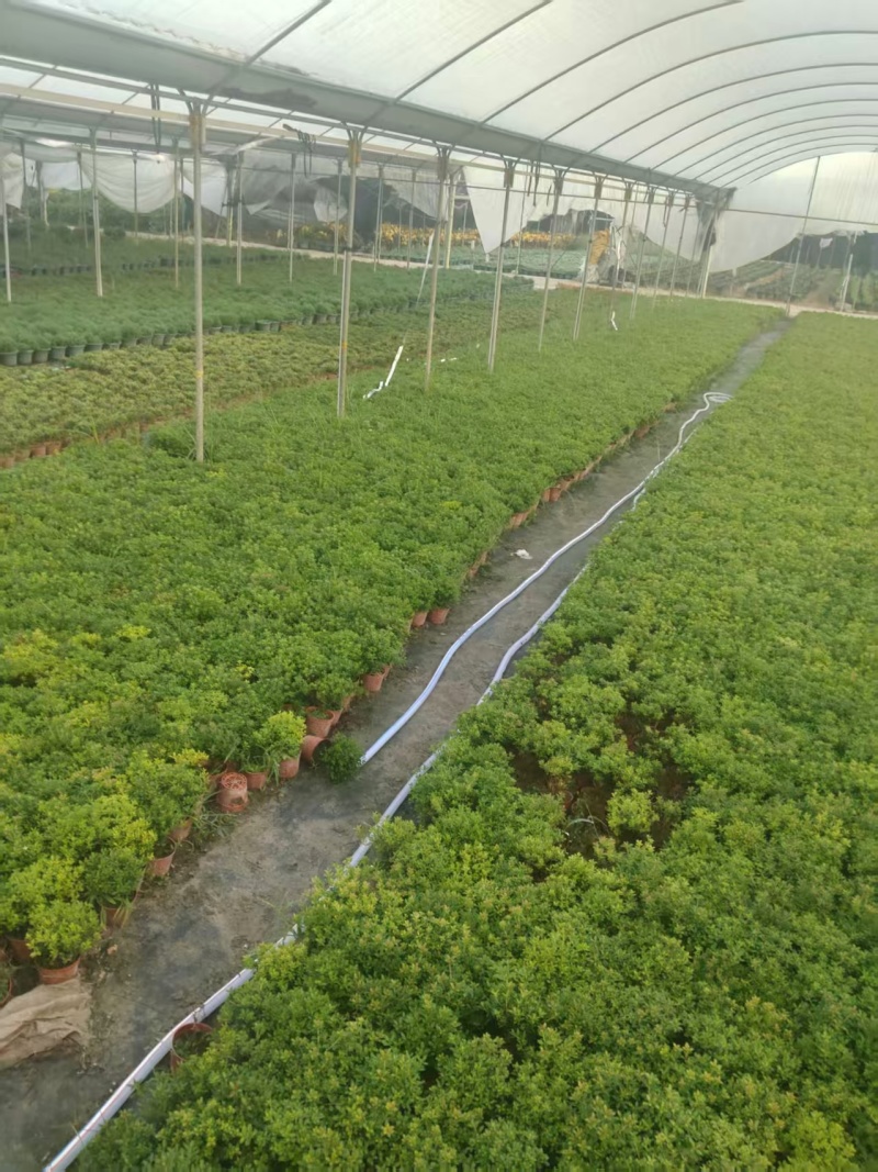 小叶赤楠基地