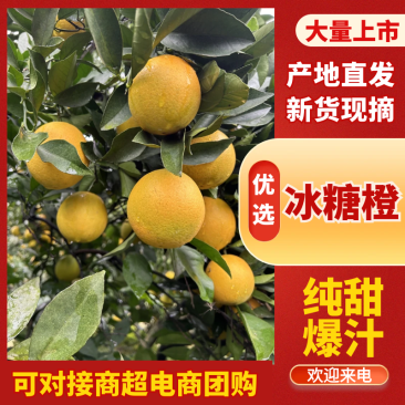 湖南湘西冰糖橙大量供应皮薄多汁，新鲜采摘货源充足