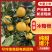 湖南湘西冰糖橙大量供应皮薄多汁，新鲜采摘货源充足