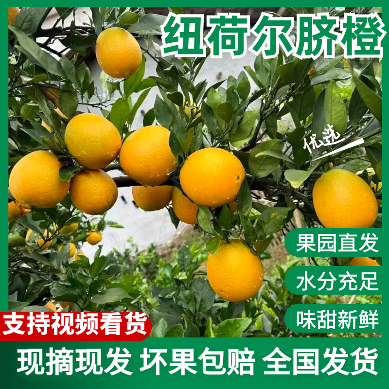 精品橙子纽荷尔脐橙大量上市对接全国市场各大商场，欢迎咨询