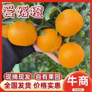 橙子精品爱媛38大量上市货源充足保质保量
