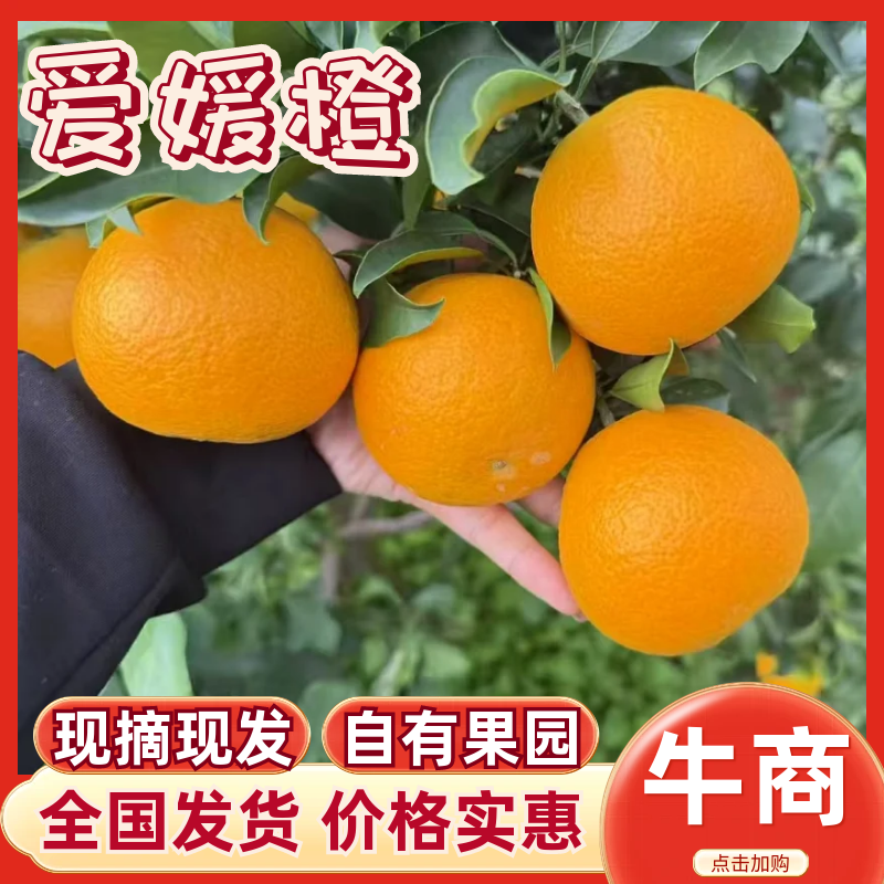 橙子精品爱媛38大量上市货源充足保质保量