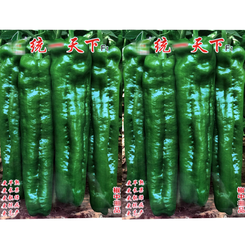 牛角椒种子长大果牛角天下椒早熟果粗长青果微辣肉脆无渣
