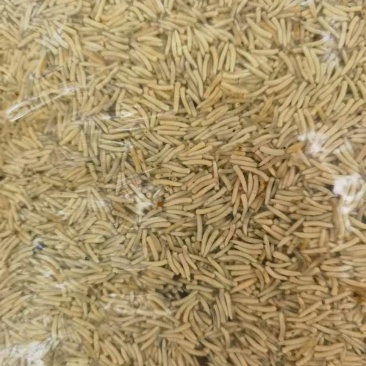 昆虫蛋白蝇蛆水产饲料大量现货产地直发需要可联系