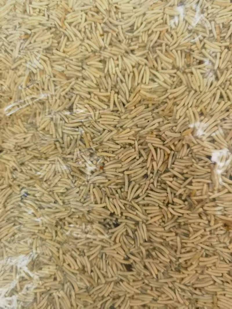 昆虫蛋白蝇蛆水产饲料大量现货产地直发需要可联系