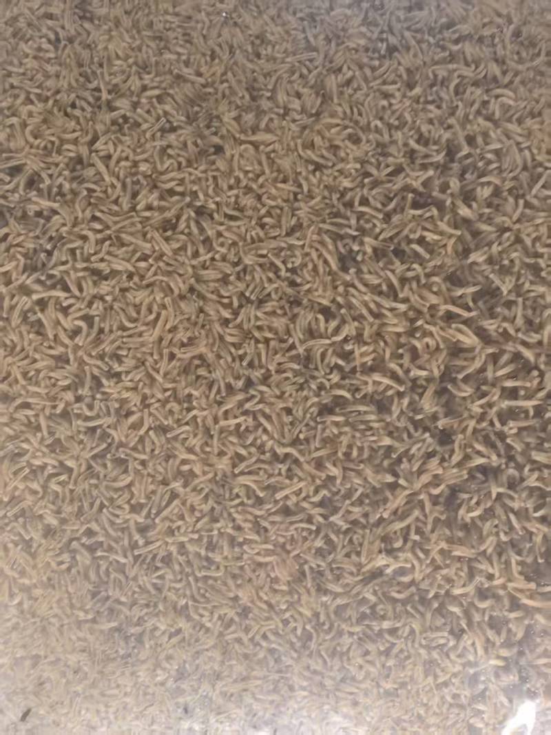 昆虫蛋白蝇蛆水产饲料大量现货产地直发需要可联系