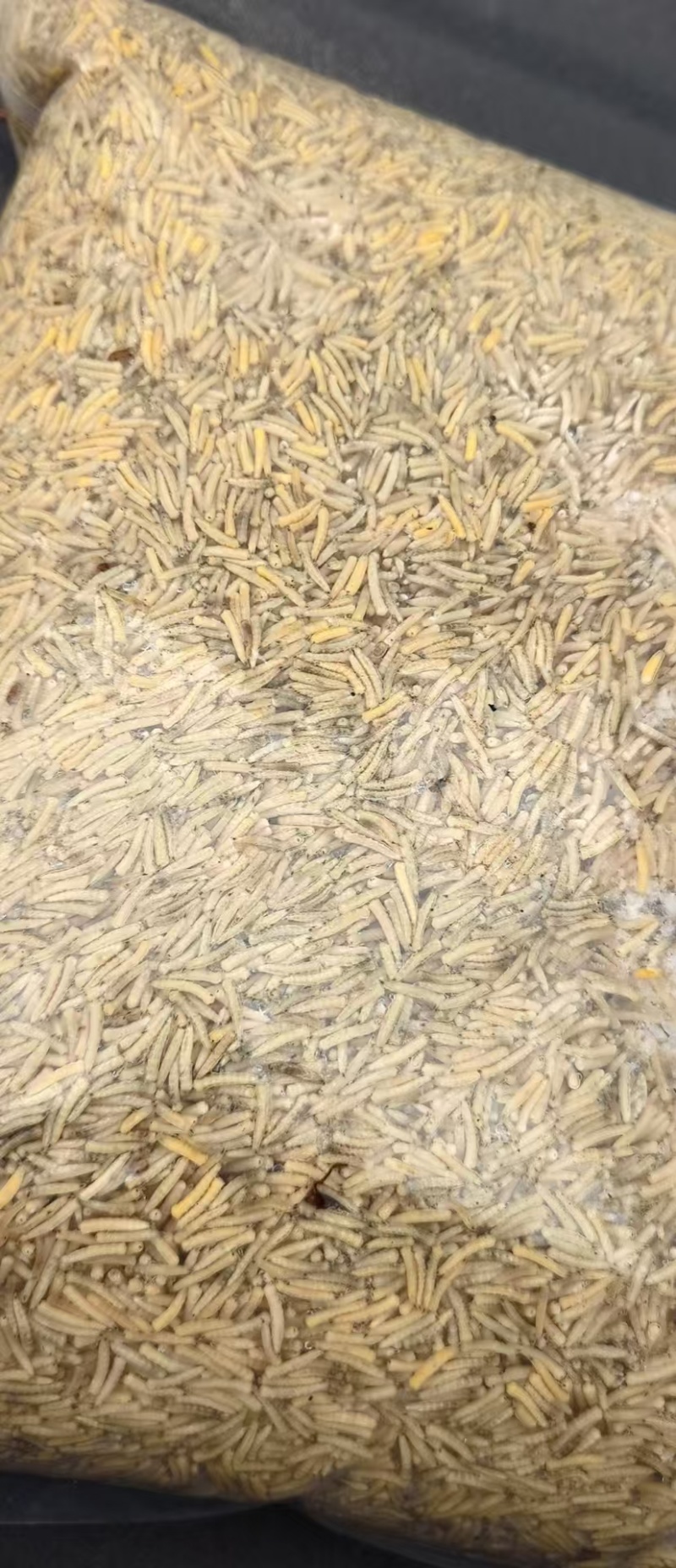 蝇蛆昆虫蛋白水产饲料大量现货产地直供欢迎联系
