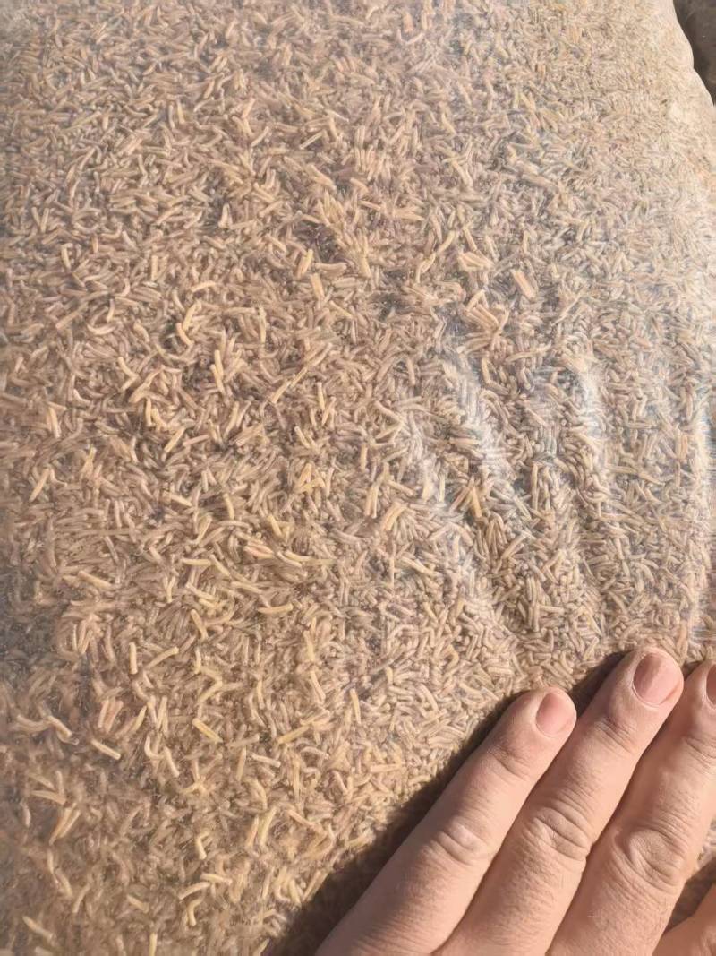 蝇蛆昆虫蛋白水产饲料大量现货产地直供欢迎联系