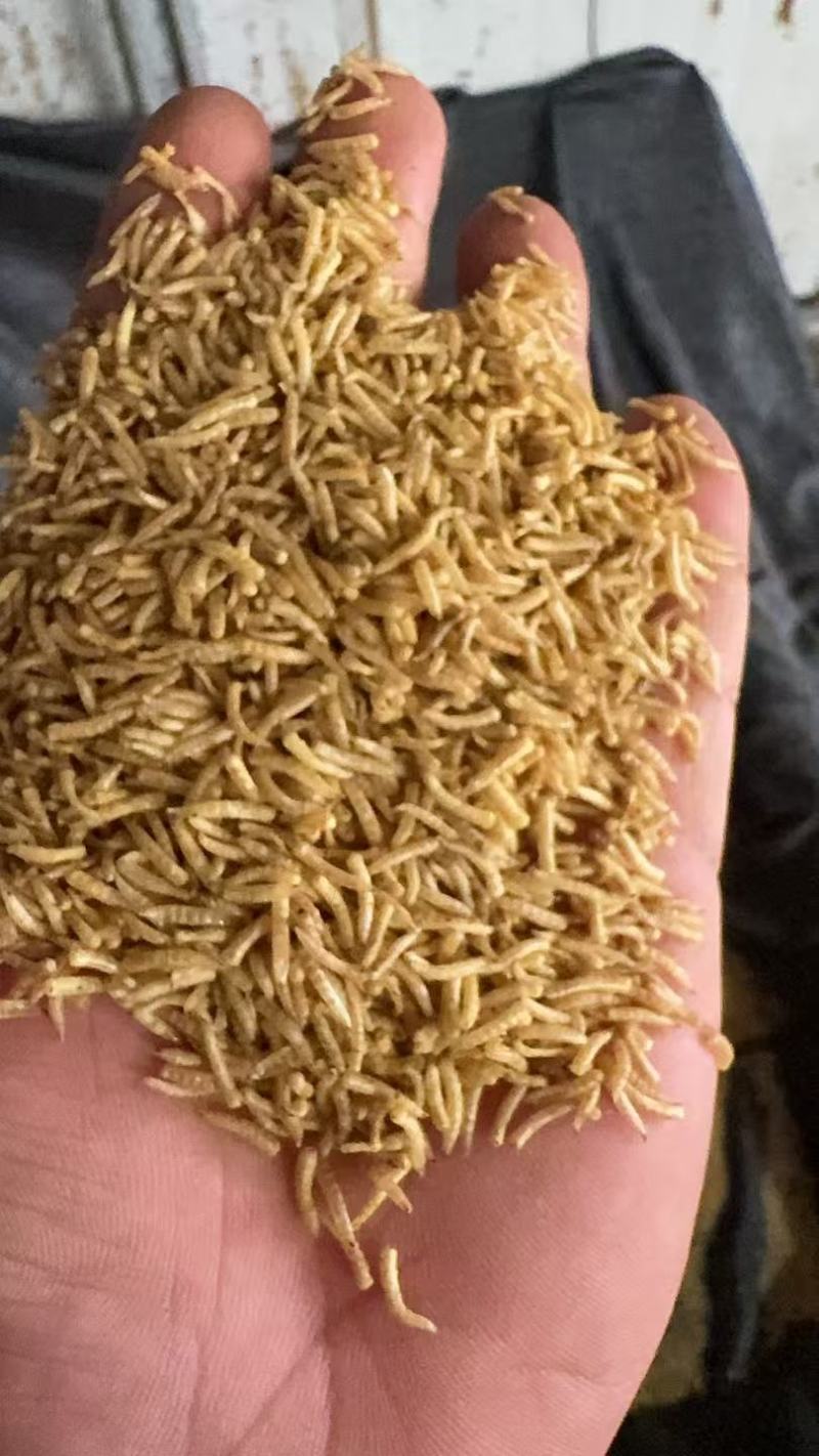 五谷虫昆虫蛋白鱼虾高蛋白水产饲料大量现货产地直发