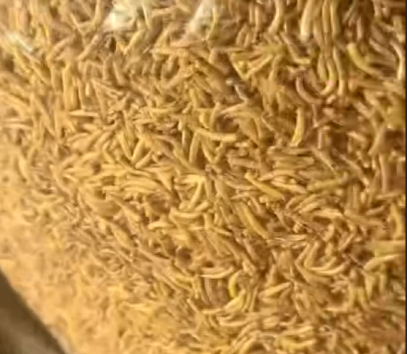 五谷虫昆虫蛋白鱼虾高蛋白水产饲料大量现货产地直发