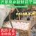 沂蒙鸽子蛋顺丰速运散养新鲜鸽子蛋只发当天新鸽子蛋