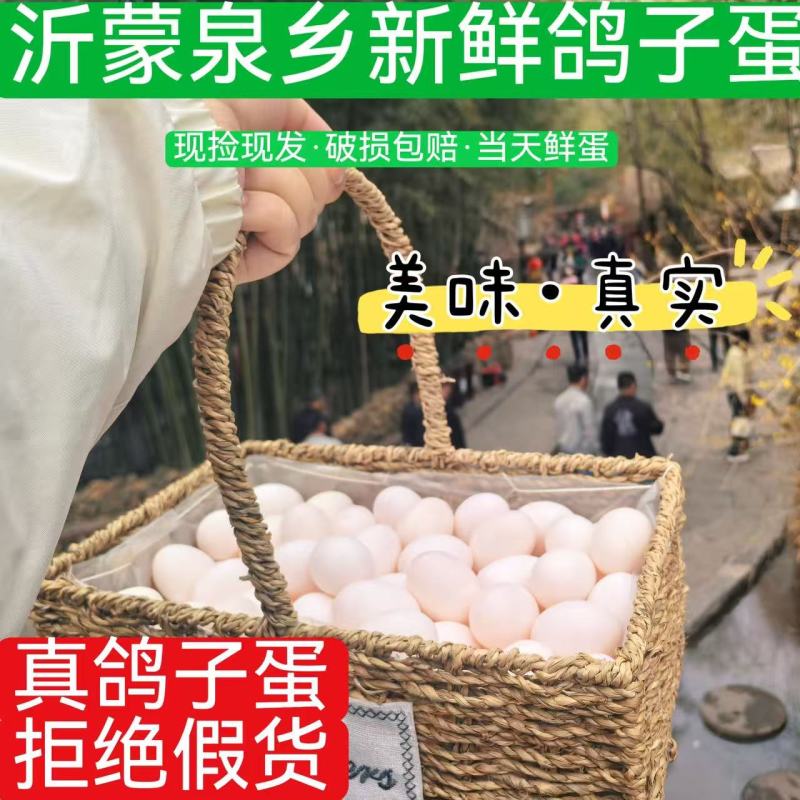 沂蒙鸽子蛋顺丰速运散养新鲜鸽子蛋只发当天新鸽子蛋