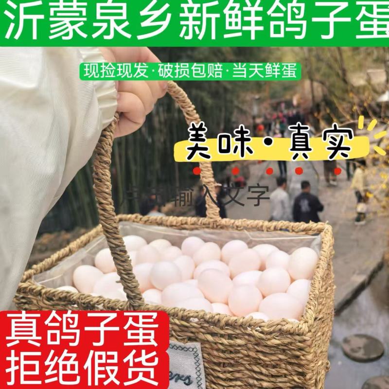 鸽子蛋杂粮喂养新鲜农家鸽子蛋现捡先发欢迎下单
