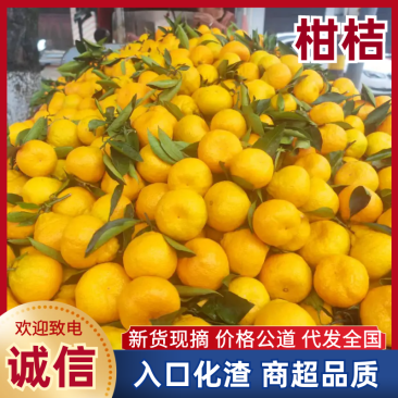 陕西汉中特早蜜橘55～75cm产地量大，发货全国，