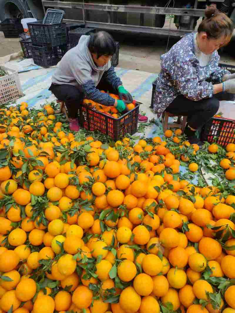 爱媛橙四川正宗爱媛橙汁水丰富甜度高果型好