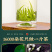 飘雪茉莉花茶2026新茶浓香型茉莉横县罐装500g