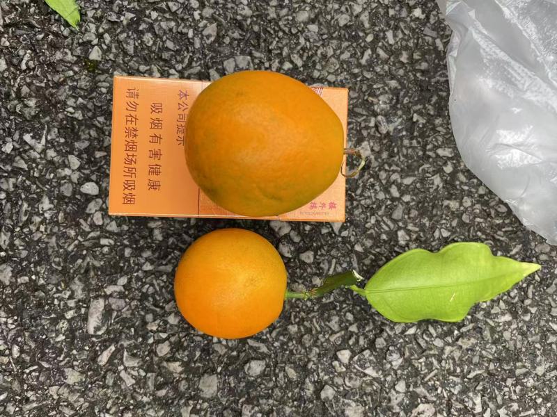 融安大叶滑皮柑橘苗嫁接苗产地直销【批发】技术指导