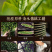 2026新茶正宗黑乌龙茶木炭油切浓香型茶叶罐装500g