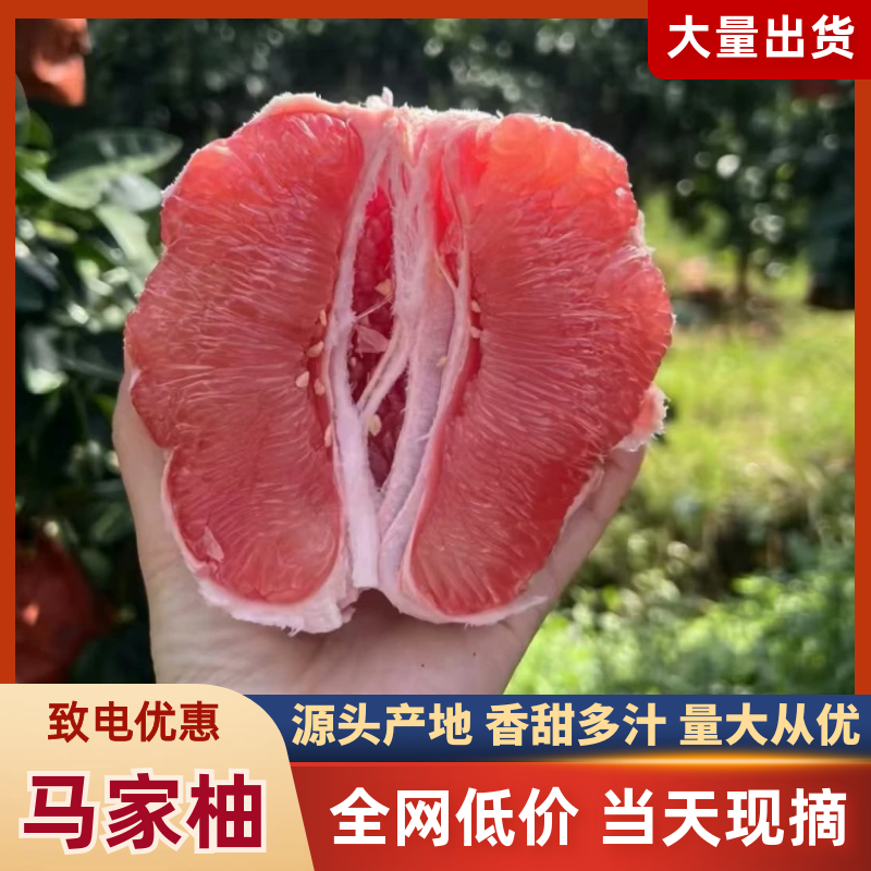 江西马家柚子产地直销对接批发市场档口现摘现发支持当地考察