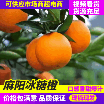 湖南麻阳冰糖橙核心产区直供规格齐全量大价优欢迎咨询