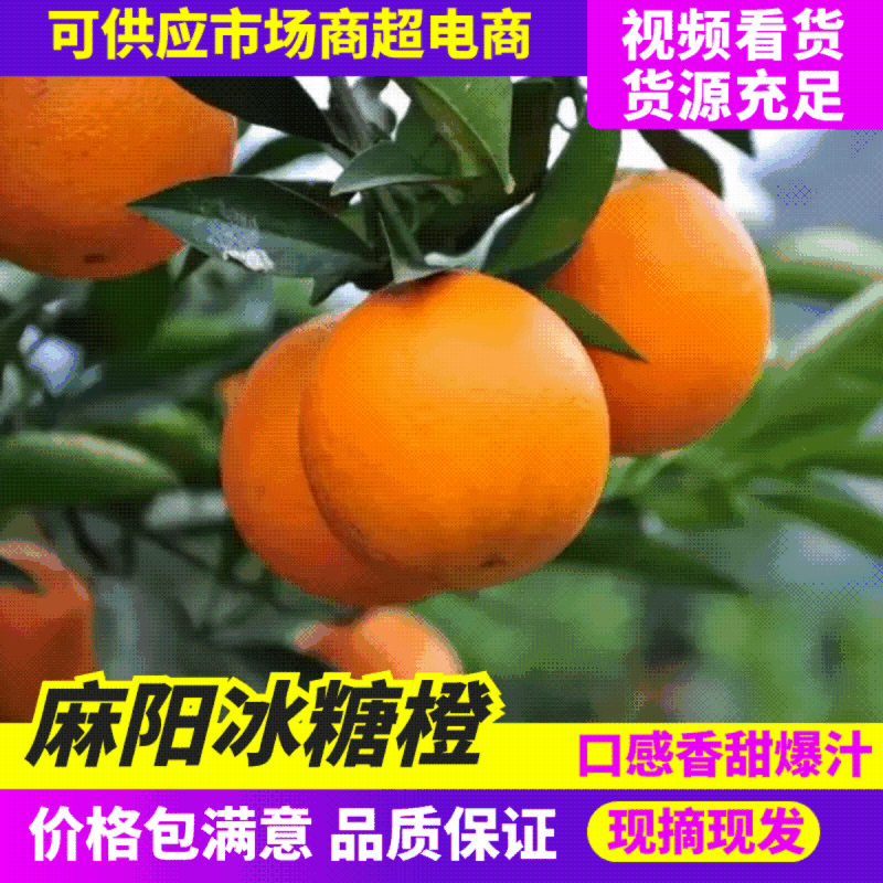湖南麻阳冰糖橙核心产区直供规格齐全量大价优欢迎咨询