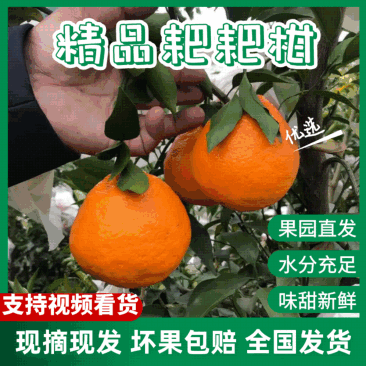 【实力商家】耙耙柑新鲜采摘现摘现发品质保证欢迎咨询