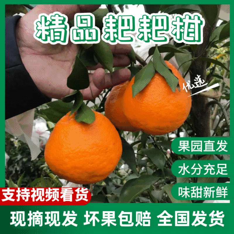 【实力商家】耙耙柑新鲜采摘现摘现发品质保证欢迎咨询