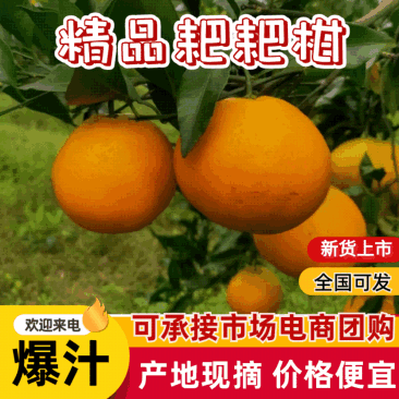 耙耙柑又名春见，现在大量定货中，12月大量上市囗惑纯甜品