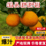 耙耙柑又名春见，现在大量定货中，12月大量上市囗惑纯甜品