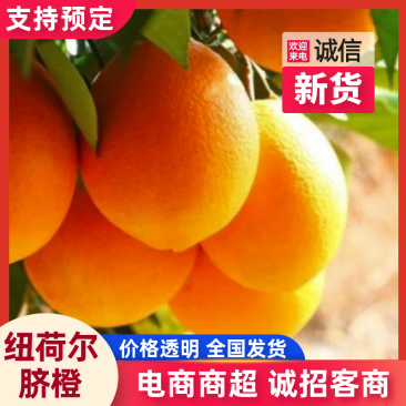 纽荷尔脐货源充足产地直发对接电商团购量大从优