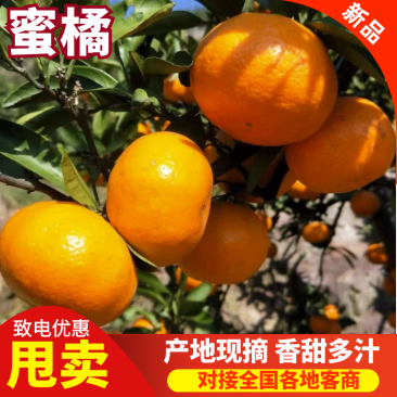 高山蜜桔/肉质细腻/一手货源产地直发质量保证全国发货